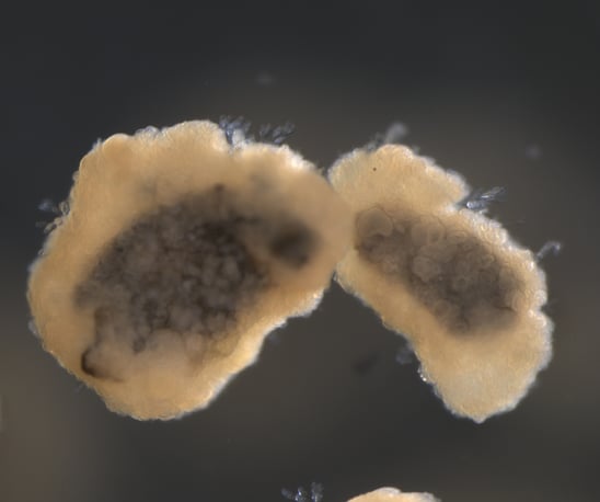 Cella-Wastewater-treatment